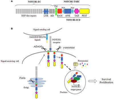 NOTCH1 Aberrations in Chronic Lymphocytic Leukemia